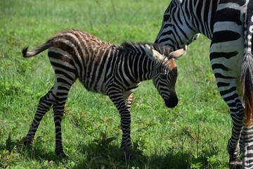 zebra in the grass