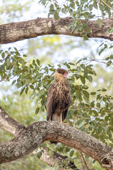 gavião carcará na cidade de Corumbá, região do Pantanal Sul, Estado do Mato Grosso do Sul, Brasil