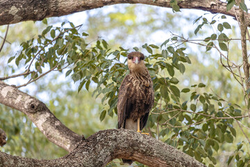 gavião carcará na cidade de Corumbá, região do Pantanal Sul, Estado do Mato Grosso do Sul, Brasil