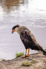 gavião carcará na cidade de Corumbá, região do Pantanal Sul, Estado do Mato Grosso do Sul, Brasil