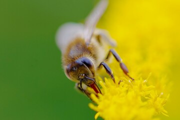 bee on a flower