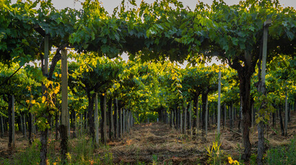 Young vineyard in Italy, Marche region - wine grapes are coming