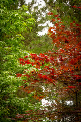 Many maple leaves in green and red foliage
- 699350229