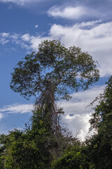 paisagem natural na cidade de Corumbá, região do Pantanal Sul, Estado do Mato Grosso do Sul, Brasil