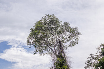 paisagem natural na cidade de Corumbá, região do Pantanal Sul, Estado do Mato Grosso do Sul, Brasil