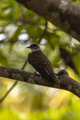 ave na cidade de Corumbá, região do Pantanal Sul, Estado do Mato Grosso do Sul, Brasil