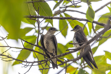 ave na cidade de Corumbá, região do Pantanal Sul, Estado do Mato Grosso do Sul, Brasil