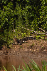 Jacaré na cidade de Corumbá, região do Pantanal Sul, Estado do Mato Grosso do Sul, Brasil