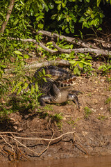 Jacaré na cidade de Corumbá, região do Pantanal Sul, Estado do Mato Grosso do Sul, Brasil