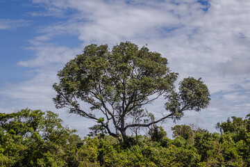 paisagem natural na cidade de Corumbá, região do Pantanal Sul, Estado do Mato Grosso do Sul, Brasil
