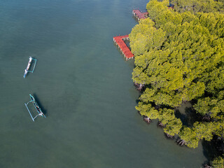Lombok mangrove forest
