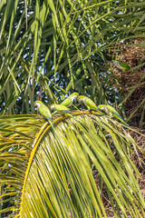 piriquitos em árvore na cidade de Corumbá, região do Pantanal Sul, Estado do Mato Grosso do Sul, Brasil