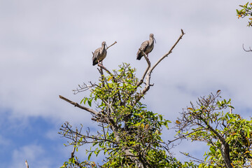 ave na cidade de Corumbá, região do Pantanal Sul, Estado do Mato Grosso do Sul, Brasil