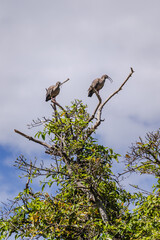 ave na cidade de Corumbá, região do Pantanal Sul, Estado do Mato Grosso do Sul, Brasil