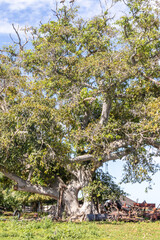 árvore na cidade de Corumbá, região do Pantanal Sul, Estado do Mato Grosso do Sul, Brasil