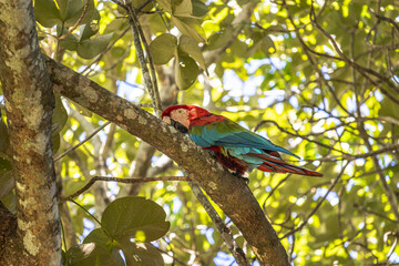 Arara vermelha na cidade de Corumbá, região do Pantanal Sul, Estado do Mato Grosso do Sul, Brasil