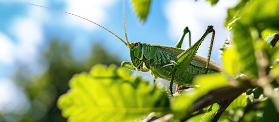 Green bush-cricket perched on branch amidst blue sky and greenery.