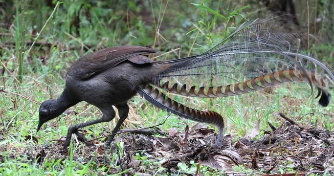 Male Superb Lyrebird Foraging, wags long tail.