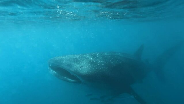 입을 벌리고 있는 거대한 고래상어가 작은 물고기 때와 함께 바닷속을 서서히 유영하는  