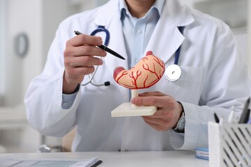 Gastroenterologist showing human stomach model at table in clinic, closeup - obrazy, fototapety, plakaty