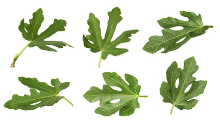 Green fig leaves isolated on white, set - obrazy, fototapety, plakaty