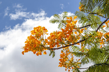 árvore com folhas laranjas na cidade de Corumbá, região do Pantanal Sul, Estado do Mato Grosso...