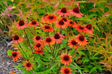 Orange Coneflowers at the Botanical Gardens at Historic Barns Park, in Traverse City, Michigan.