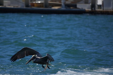 Large seabird with long beak taking off from water, sunny 