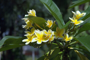 Yellow frangipani flower in the morning 