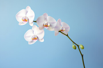 Nature beauty flower plant orchid petal floral blossom botany white flora - obrazy, fototapety, plakaty