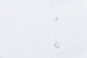 Cute cat footprints found in a snowy park.