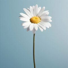 Fototapeta na wymiar daisy flower in studio background, single daisy flower, Beautiful flower, african daisy