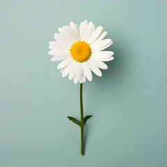  daisy flower in studio background, single daisy flower, Beautiful flower, african daisy © Akilmazumder