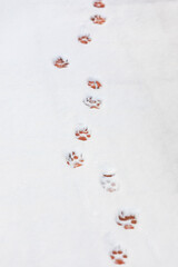 Cute dog footprints found in a snowy park.
