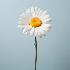 Foto auf Acrylglas daisy flower in studio background, single daisy flower, Beautiful flower, african daisy © Akilmazumder