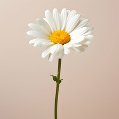 daisy flower in studio background, single daisy flower, Beautiful flower, african daisy
