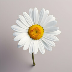 daisy flower in studio background, single daisy flower, Beautiful flower, african daisy