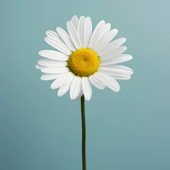 Fotobehang daisy flower in studio background, single daisy flower, Beautiful flower, african daisy © Akilmazumder