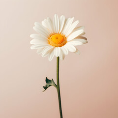 daisy flower in studio background, single daisy flower, Beautiful flower, african daisy