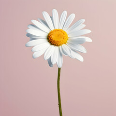 daisy flower in studio background, single daisy flower, Beautiful flower, african daisy