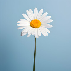 daisy flower in studio background, single daisy flower, Beautiful flower, african daisy