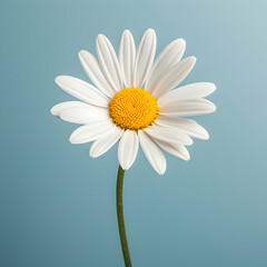 daisy flower in studio background, single daisy flower, Beautiful flower, african daisy