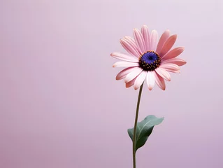Foto op Plexiglas daisy flower in studio background, single daisy flower, Beautiful flower, african daisy © Akilmazumder