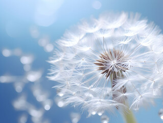 dandelion flower in studio background, single dandelion flower, Beautiful flower images