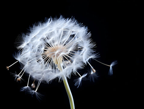 dandelion flower in studio background, single dandelion flower, Beautiful flower images