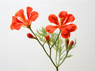 Delonix Regia flower in studio background, single Delonix Regia flower, Beautiful flower images