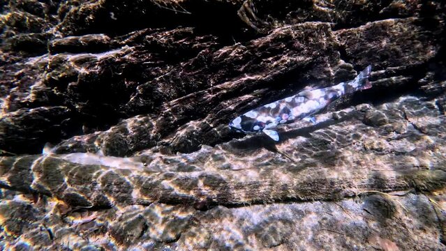 Close-up video of Biwa Trout (Oncorhynchus rhodurus) near Lake Biwa, Japan. Filmed underwater in natural light,