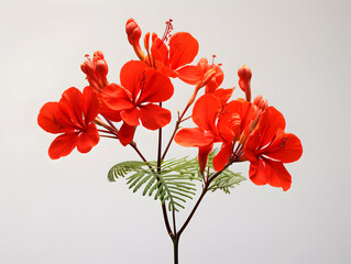 Delonix Regia flower in studio background, single Delonix Regia flower, Beautiful flower images