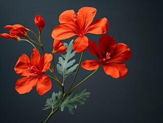 Delonix Regia flower in studio background, single Delonix Regia flower, Beautiful flower images