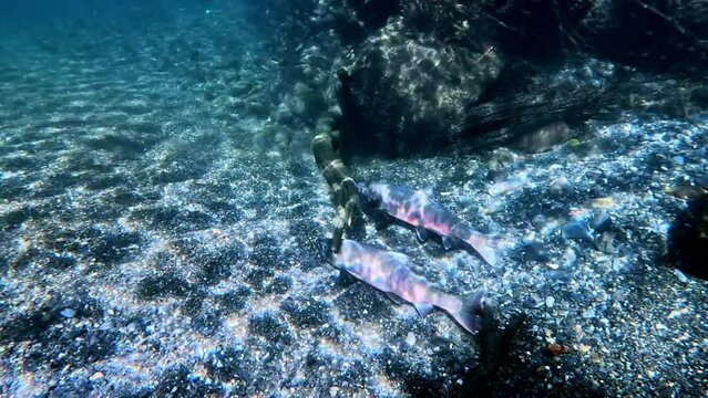 Underwater footage of swimming Trout. Live in the river habitat Biwa trout (Oncorhynchus rhodurus). Underwater mountain creek, nature light.